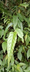 Rubus swinhoei