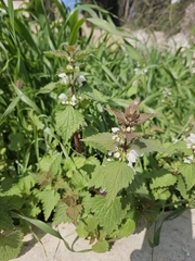 Lamium moschatum