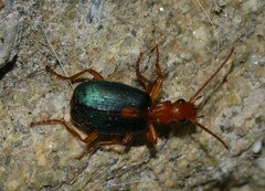 Brachinus sclopeta