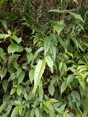 Rubus swinhoei