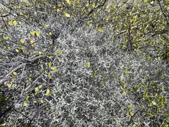 Errazurizia benthamii