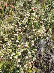 Erica lanata