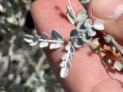 Errazurizia benthamii