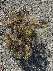 Coreocarpus dissectus