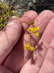 Coreocarpus dissectus