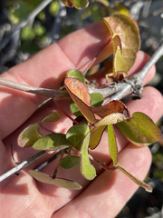 Gossypium davidsonii