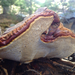 West Coast Reishi - Photo (c) Damon Tighe, some rights reserved (CC BY-NC), uploaded by Damon Tighe
