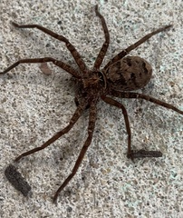 Heteropoda jugulans