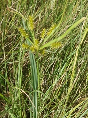 Cyperus cyperoides