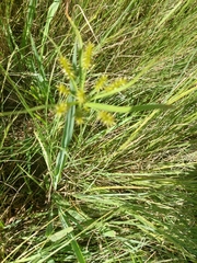 Cyperus cyperoides