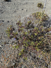 Coreocarpus dissectus