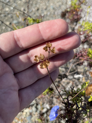 Coreocarpus dissectus