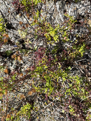 Coreocarpus dissectus