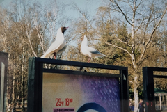 Chroicocephalus ridibundus