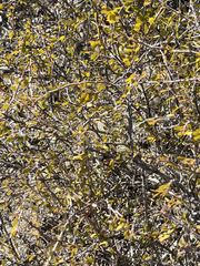 Euphorbia magdalenae