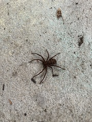 Heteropoda jugulans