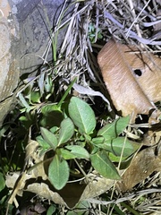 Callitriche heterophylla