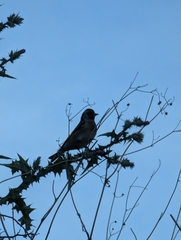 Carduelis carduelis