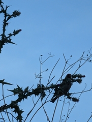 Carduelis carduelis