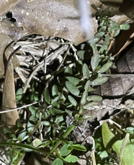 Callitriche heterophylla