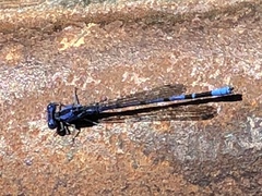 Argia vivida