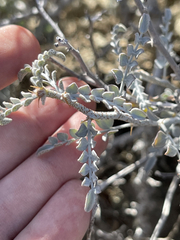 Errazurizia benthamii