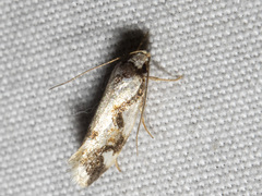 Machetis aphrobola