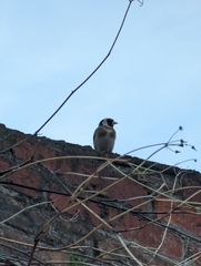 Carduelis carduelis
