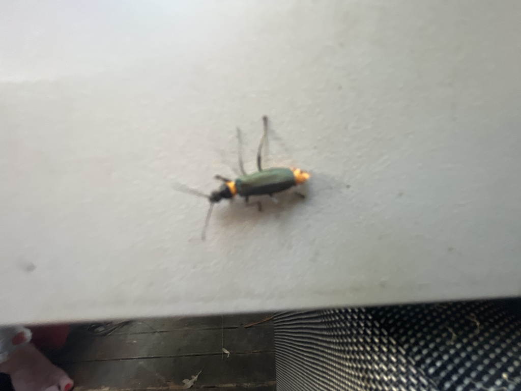 Plague Soldier Beetle from Sharland Ave, Chatswood, NSW, AU on February