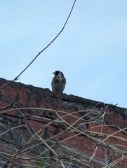 Carduelis carduelis