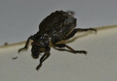 Brachycerus undatus