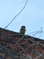 Carduelis carduelis
