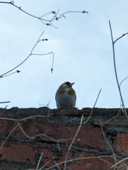 Carduelis carduelis