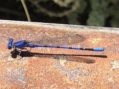 Argia vivida