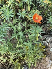 Papaver gorgoneum