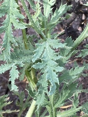 Papaver gorgoneum