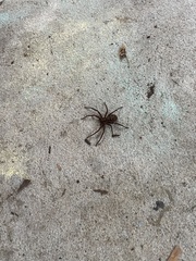 Heteropoda jugulans