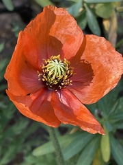 Papaver gorgoneum