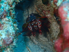 Odontodactylus scyllarus