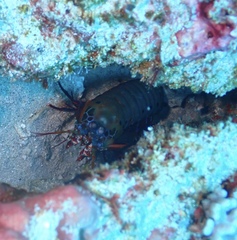 Odontodactylus scyllarus