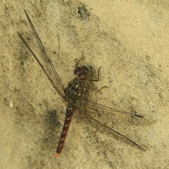 Bradinopyga strachani