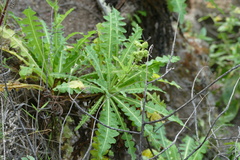 Sonchus daltonii