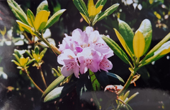 Rhododendron