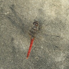 Bradinopyga strachani