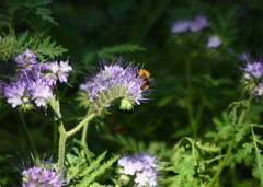 Bombus pascuorum