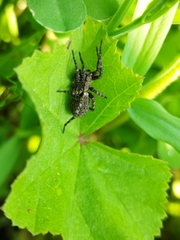 Araneae