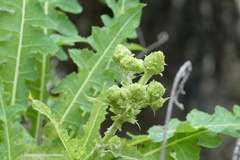 Sonchus daltonii