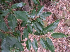 Quercus salicina