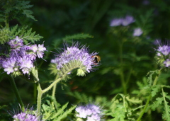 Bombus pascuorum