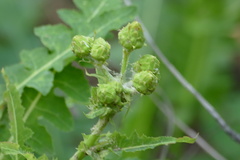 Sonchus daltonii